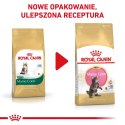Royal Canin FBN Maine Coon Kitten - sucha karma dla kociąt - 10kg Royal Canin