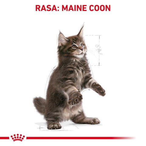 Royal Canin FBN Maine Coon Kitten - sucha karma dla kociąt - 10kg Royal Canin Royal Canin FBN Maine Coon Kitten - sucha karma dla kociąt - 10kg Royal Canin