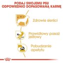 ROYAL CANIN BHN Chihuahua Adult - mokra karma dla psa dorosłego - 12x85g Royal Canin