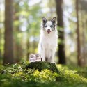 VetExpert Raw Paleo Wołowina Puppy Can 400g VetExpert