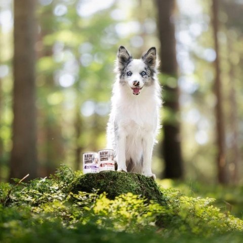 VetExpert Raw Paleo Wołowina Puppy Can 400g VetExpert VetExpert Raw Paleo Wołowina Puppy Can 400g VetExpert
