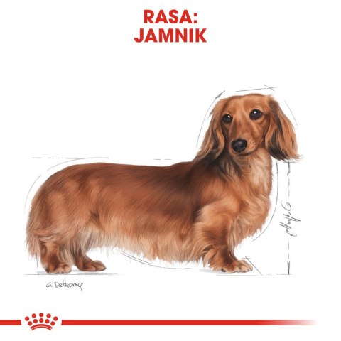 ROYAL CANIN BHN Dachshund Adult - sucha karma dla psa dorosłego - 7,5kg Royal Canin ROYAL CANIN BHN Dachshund Adult - sucha karma dla psa dorosłego - 7,5kg Royal Canin
