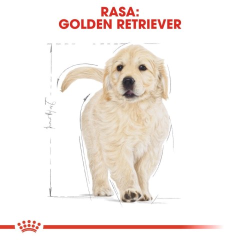 ROYAL CANIN BHN Golden Retriever Puppy - sucha karma dla szczeniąt - 12 kg Royal Canin ROYAL CANIN BHN Golden Retriever Puppy - sucha karma dla szczeniąt - 12 kg Royal Canin