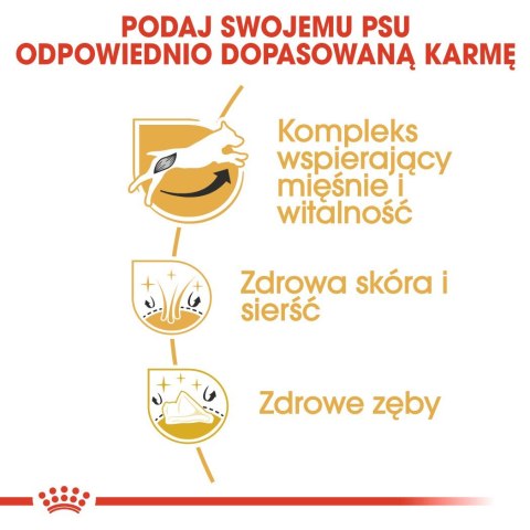 ROYAL CANIN BHN Jack Russell Terrier Adult - sucha karma dla psa dorosłego - 1,5kg Royal Canin ROYAL CANIN BHN Jack Russell Terrier Adult - sucha karma dla psa dorosłego - 1,5kg Royal Canin