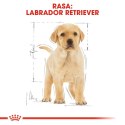 ROYAL CANIN BHN Labrador Puppy - sucha karma dla szczeniąt - 12kg Royal Canin