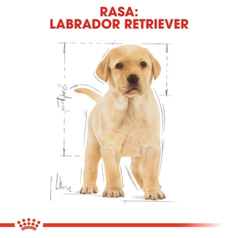 ROYAL CANIN BHN Labrador Puppy - sucha karma dla szczeniąt - 12kg Royal Canin ROYAL CANIN BHN Labrador Puppy - sucha karma dla szczeniąt - 12kg Royal Canin