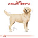 ROYAL CANIN BHN Labrador Retriever Adult - sucha karma dla psa dorosłego - 12 kg Royal Canin