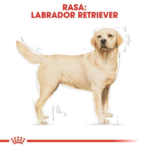 ROYAL CANIN BHN Labrador Retriever Adult - sucha karma dla psa dorosłego - 12 kg Royal Canin ROYAL CANIN BHN Labrador Retriever Adult - sucha karma dla psa dorosłego - 12 kg Royal Canin