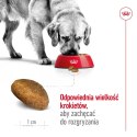 ROYAL CANIN SHN Maxi Adult - sucha karma dla psa dorosłego - 15 kg Royal Canin