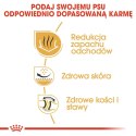ROYAL CANIN BHN Bulldog Adult - sucha karma dla psa dorosłego rasy bulldog - 12 kg Royal Canin