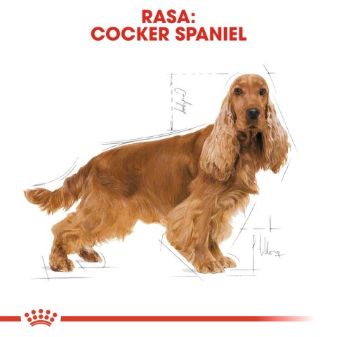 ROYAL CANIN BHN Cocker Adult - sucha karma dla psa dorosłego - 12 kg Royal Canin ROYAL CANIN BHN Cocker Adult - sucha karma dla psa dorosłego - 12 kg Royal Canin