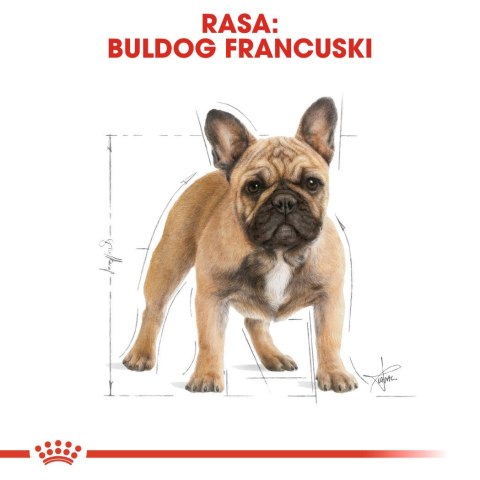 ROYAL CANIN BHN French Bulldog Adult - sucha karma dla psa dorosłego - 3kg Royal Canin ROYAL CANIN BHN French Bulldog Adult - sucha karma dla psa dorosłego - 3kg Royal Canin
