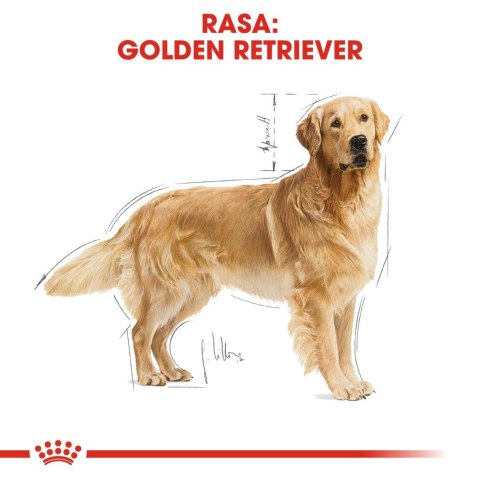 ROYAL CANIN BHN Golden Retriever - sucha karma dla psa dorosłego - 12 kg Royal Canin ROYAL CANIN BHN Golden Retriever - sucha karma dla psa dorosłego - 12 kg Royal Canin