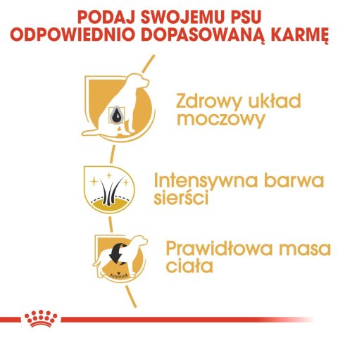 ROYAL CANIN BHN Miniature Schnauzer Adult - sucha karma dla psa dorosłego - 3kg Royal Canin ROYAL CANIN BHN Miniature Schnauzer Adult - sucha karma dla psa dorosłego - 3kg Royal Canin