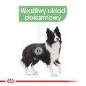 ROYAL CANIN CCN MEDIUM DIGESTIVE CARE - sucha karma dla psa dorosłego - 3kg Royal Canin