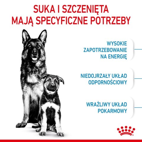 ROYAL CANIN SHN Maxi Starter Mother & Babydog - sucha karma dla psa - 4 kg Royal Canin ROYAL CANIN SHN Maxi Starter Mother & Babydog - sucha karma dla psa - 4 kg Royal Canin
